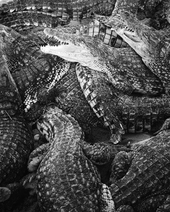 Crocodiles