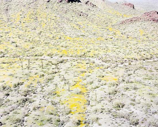 bloom