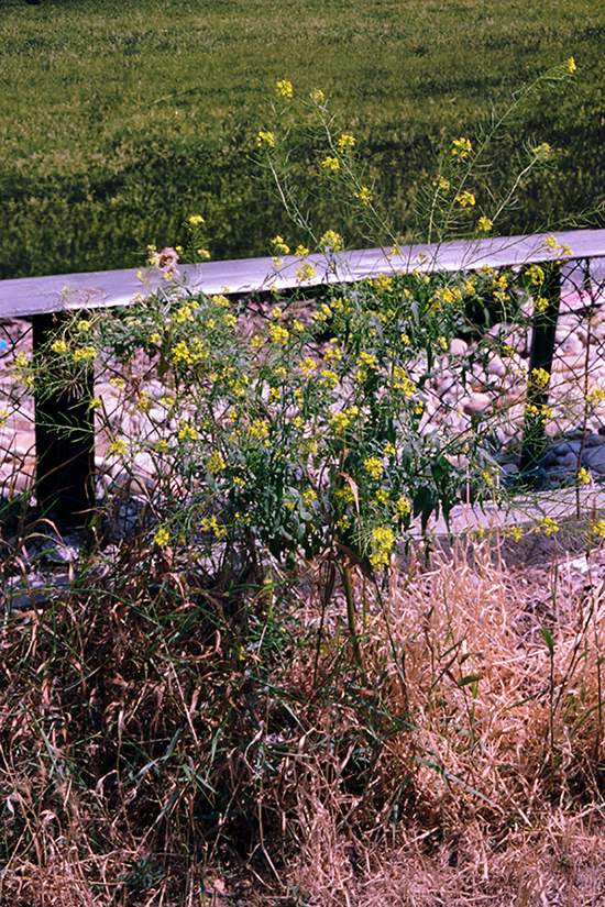 06_Albdorf_Bouquet