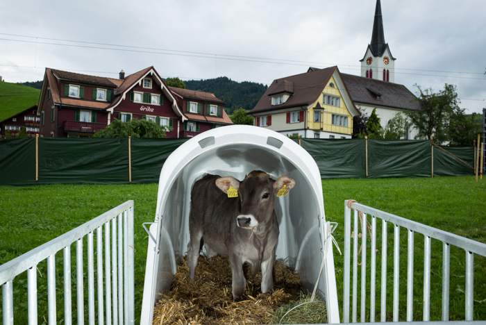 A calf, one of the main awards for the top wrestler
