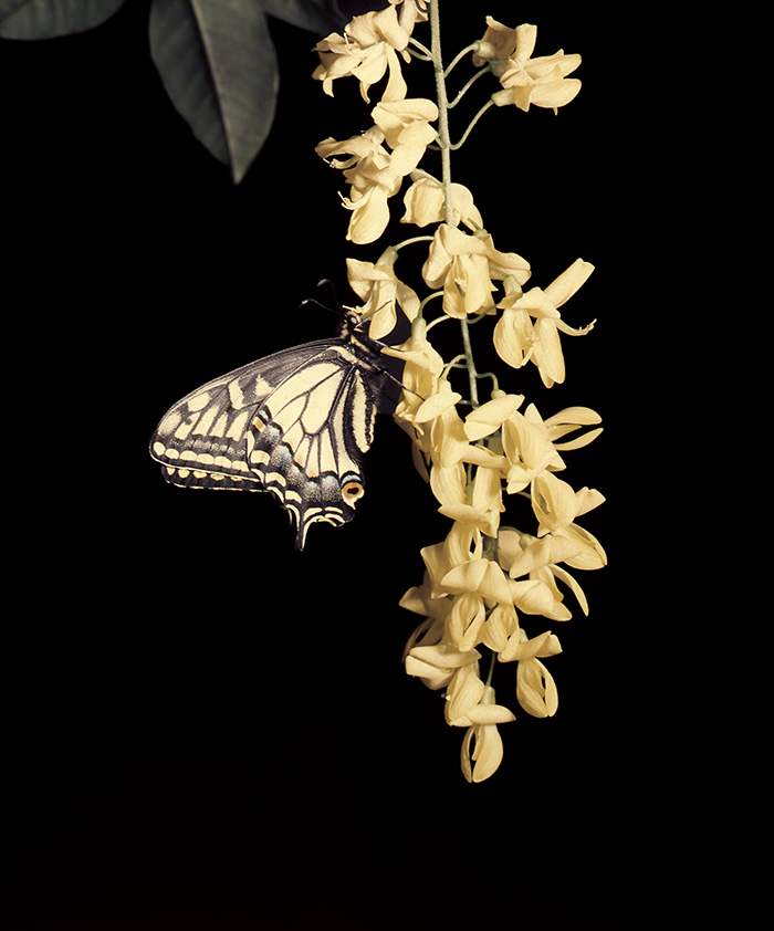 tvod_butterfly