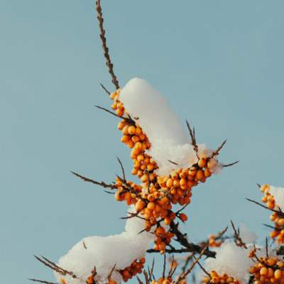 Alina Trifan – Winter Flowers