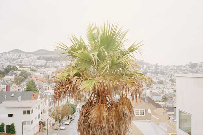 palm-tree-sf-2012-Stephanie-Noritz