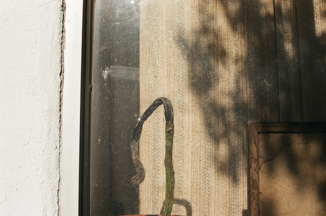 cactus-window