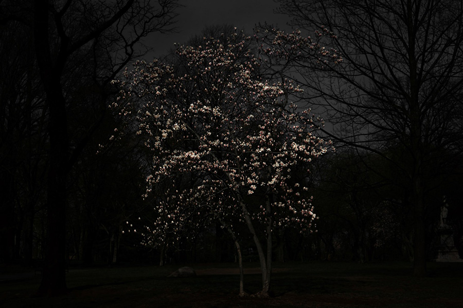 magnolia_tree