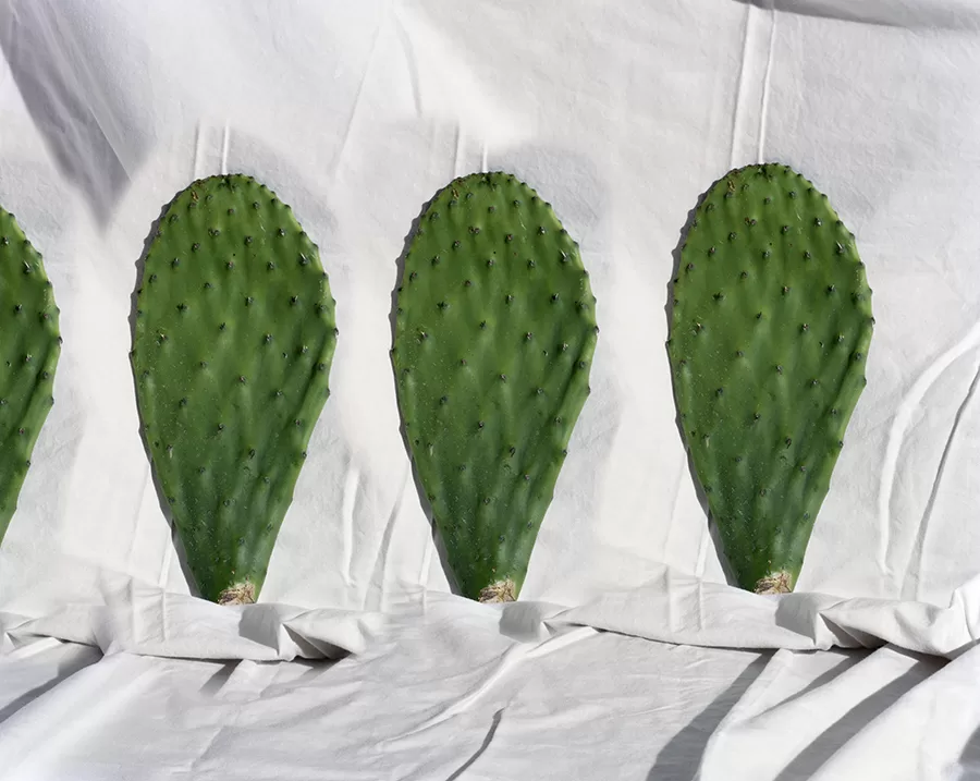 Lucas Blalock - Cacti, cacti, cacti, 2015-16