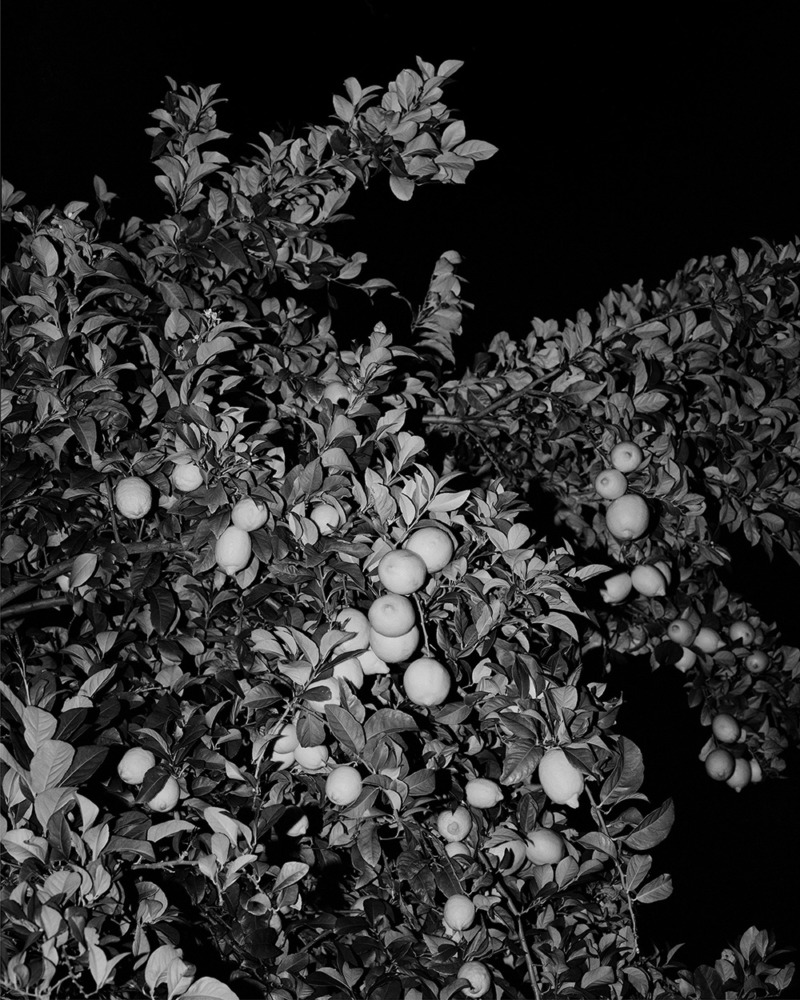 black and white format, close up of fruit tree