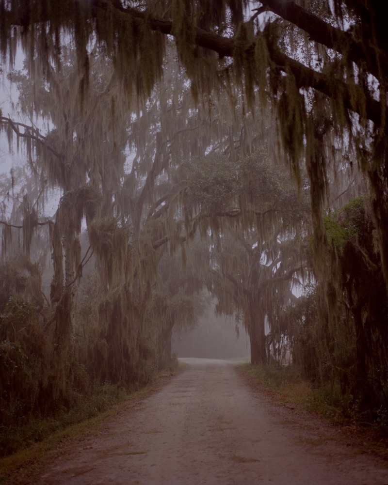 Photograph of a misty road covered in trees by Eric Chakeen