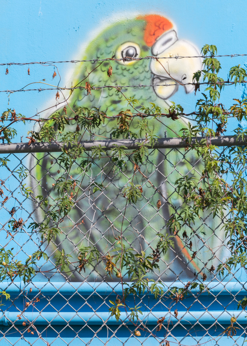 A mural of a happy parrot, penned in by a barbed wire fence.