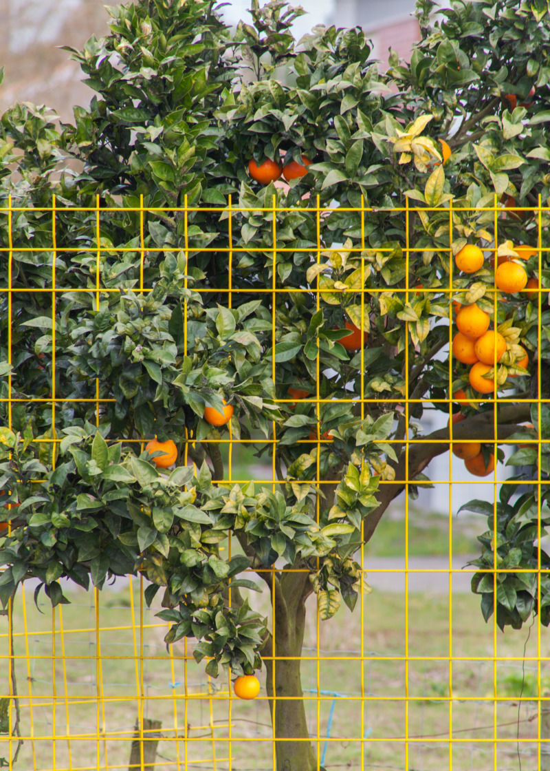 An orange tree grows against an orange mesh fence.