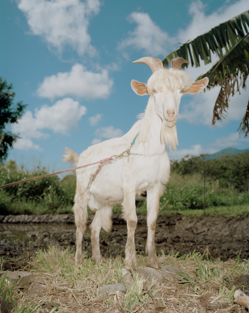 A gleaming white hairy goat stands proud on a mound of soil.