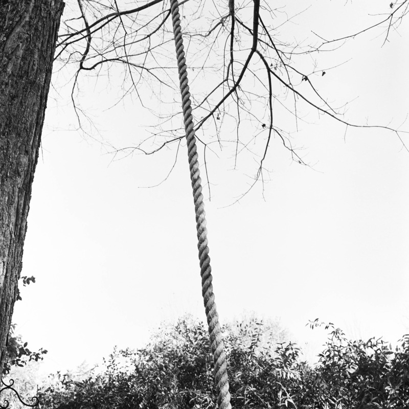 A length of cord strung taught from a tree