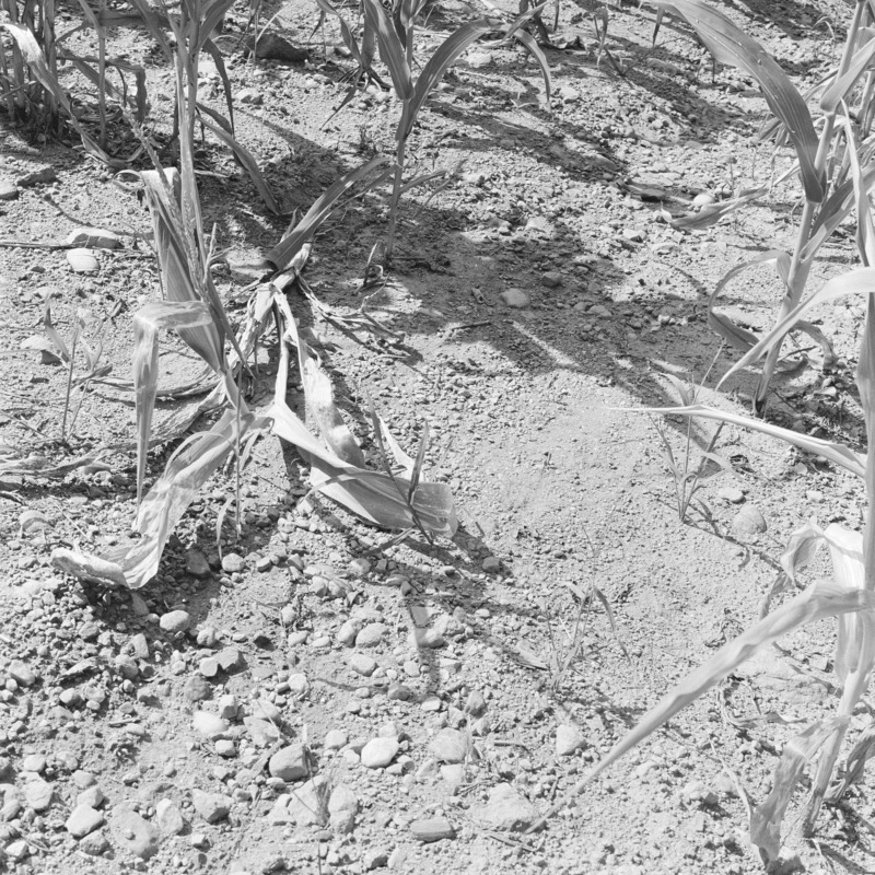 A patch of parched earth, dessicated plants struggle to hold their own amongst the wasted soil.
