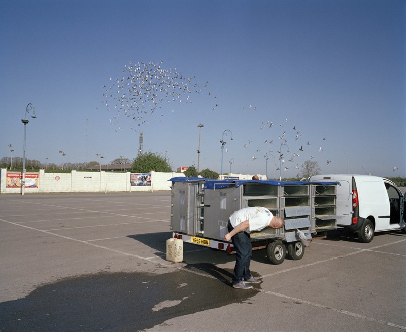 A van carrying cages sits in the middle of a car park. The cages are opened and a cloud of pigeons flies out.
