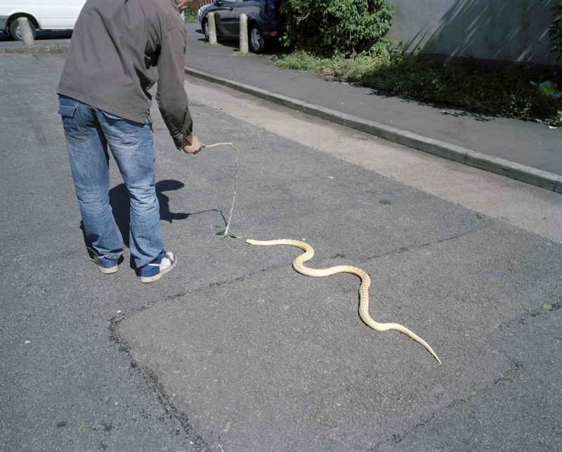A man leads a snake down the middle of the road.