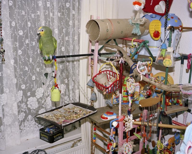 At home, a parrot perches on an eclectic stand.
