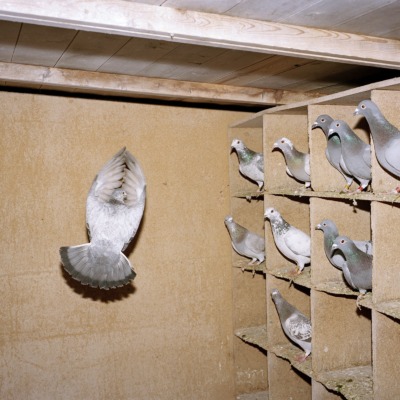 A pigeon takes a short flight inside an aviary, watched by the other birds.