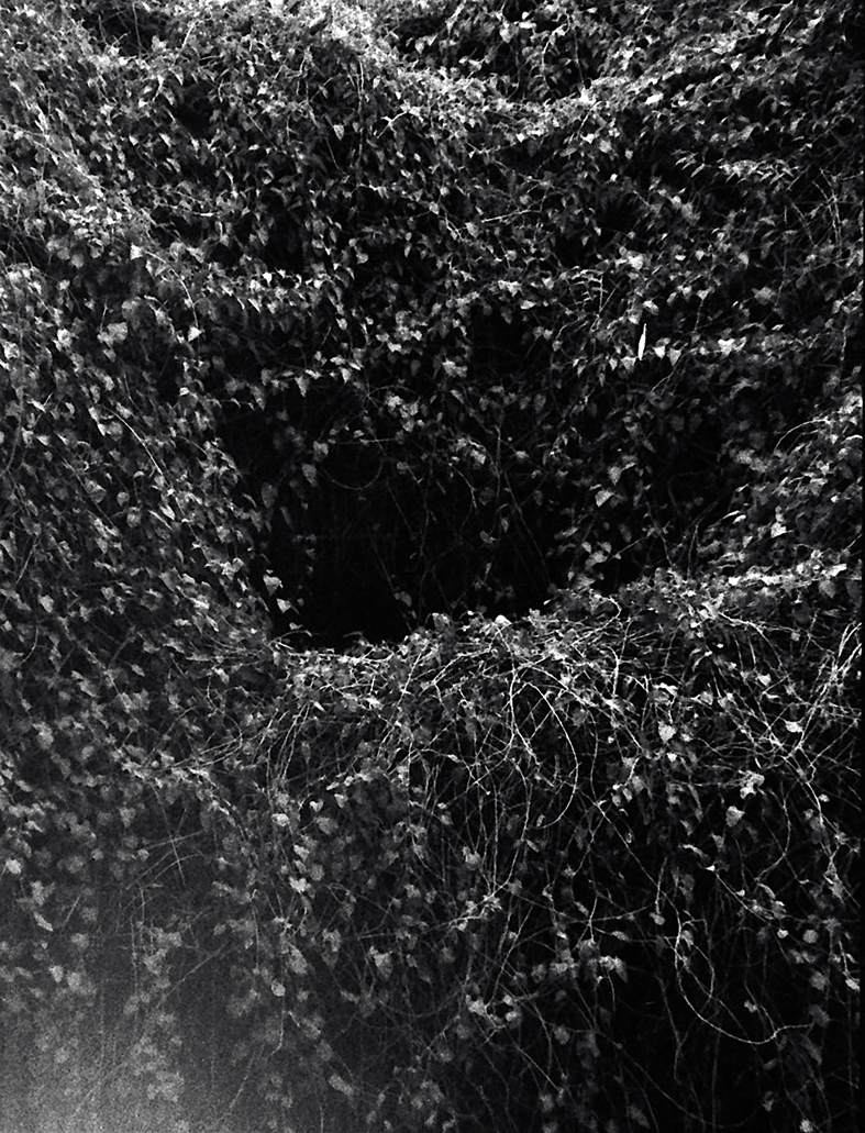 A hollow in a dense bush.