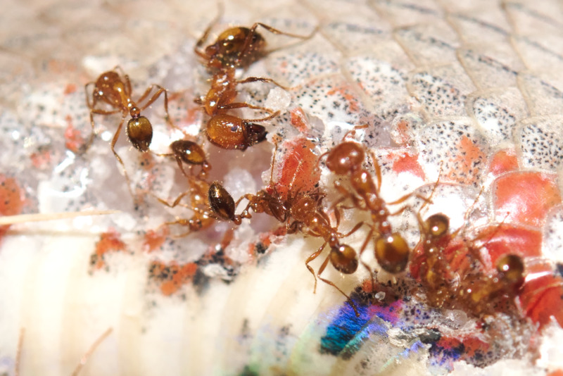 A teeming mass of shiney, brown ants.