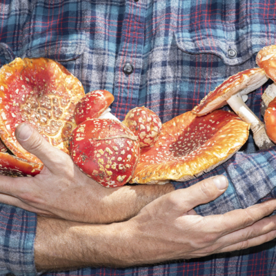 A man wearing a plaid shirt cradles a pile of red, spotted mushrooms.